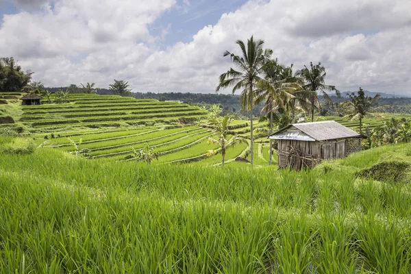 Detail Gambar Pondok Di Sawah Nomer 43