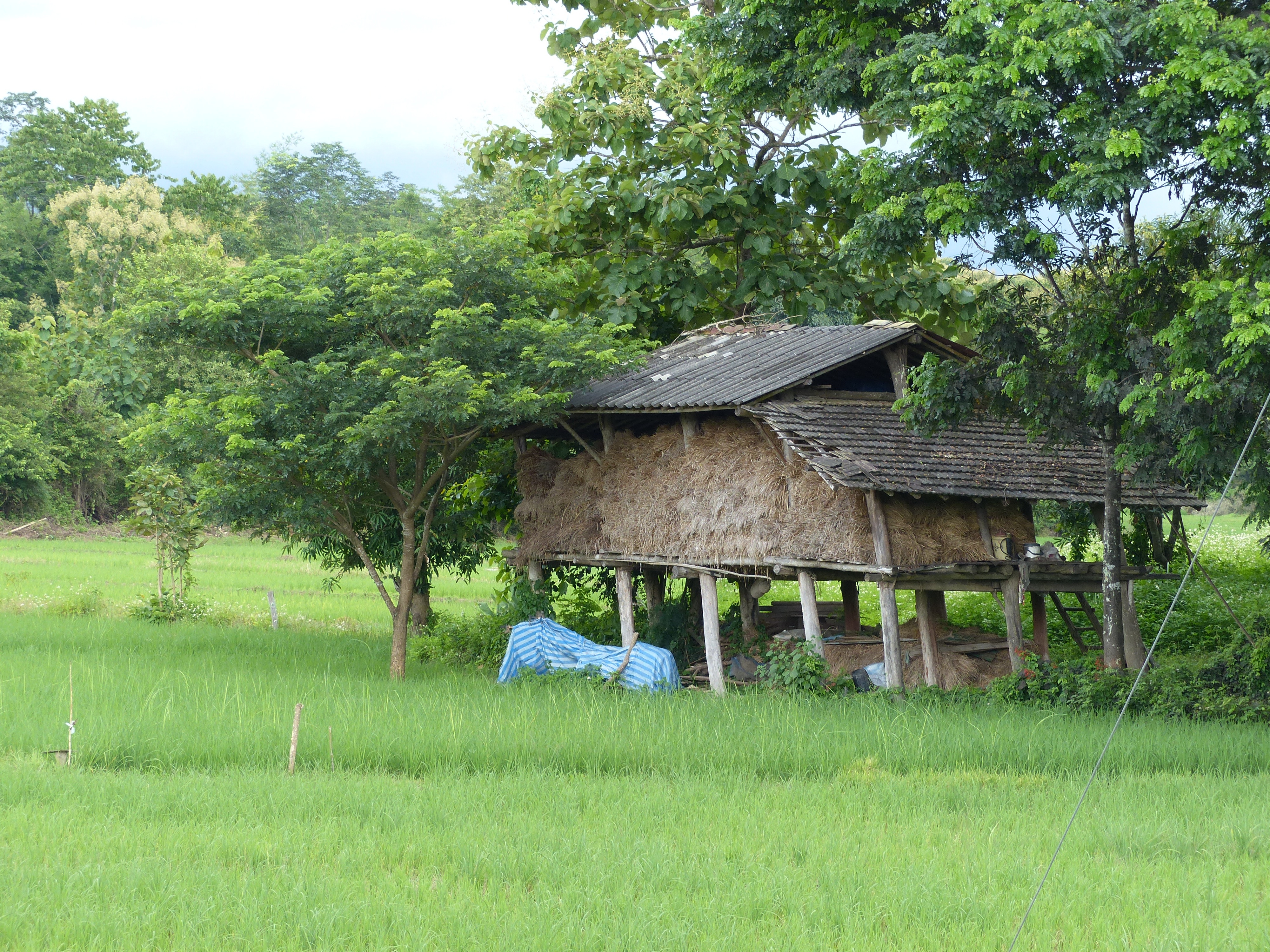 Detail Gambar Pondok Di Sawah Nomer 10