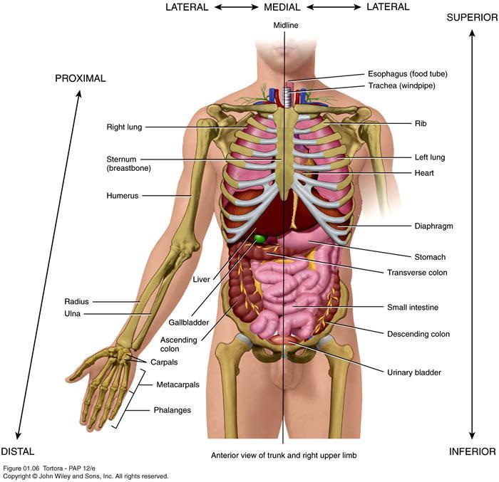 Detail Gambar Posisi Dalam Anatomi Fisiologi Nomer 15