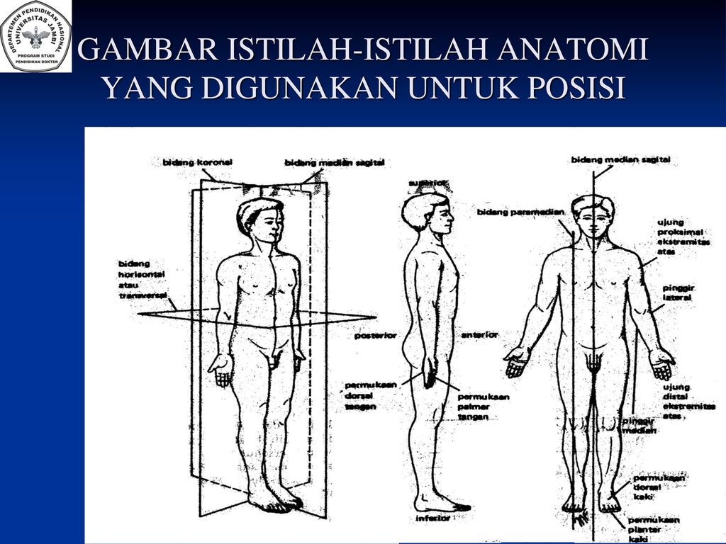 Detail Gambar Posisi Dalam Anatomi Fisiologi Nomer 17