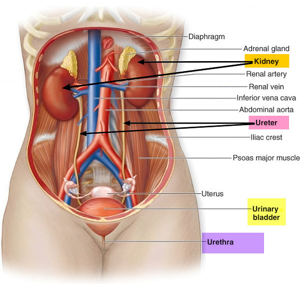 Detail Gambar Posisi Dalam Anatomi Fisiologi Nomer 21