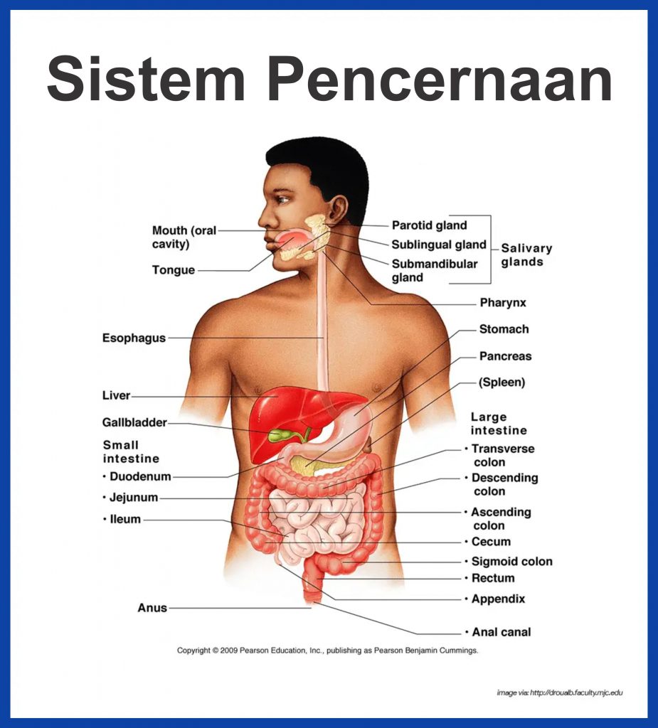 Detail Gambar Posisi Dalam Anatomi Fisiologi Nomer 26