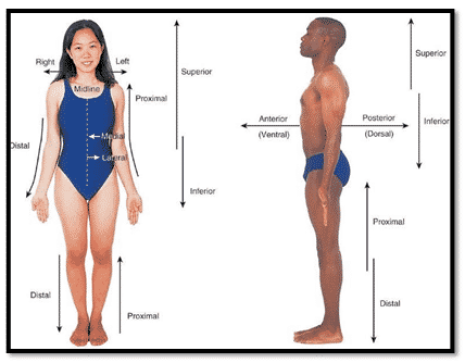 Detail Gambar Posisi Dalam Anatomi Fisiologi Nomer 5