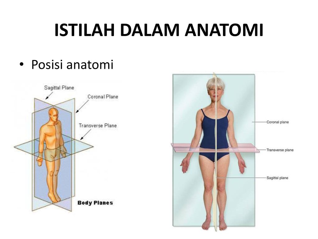 Detail Gambar Posisi Dalam Anatomi Fisiologi Nomer 6