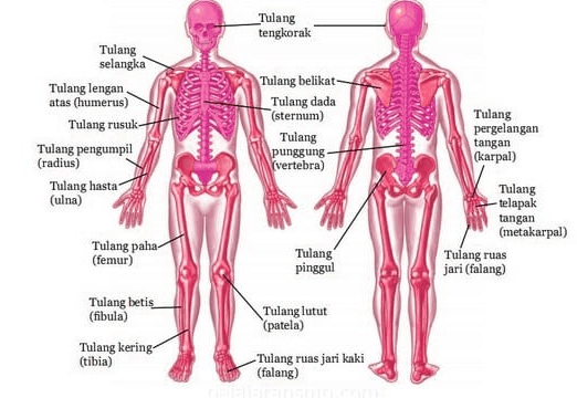 Detail Gambar Posisi Dalam Anatomi Fisiologi Nomer 8