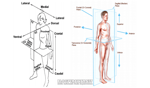 Gambar Posisi Tubuh Dalam Anatomi Fisiologi - KibrisPDR