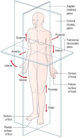 Detail Gambar Posisi Tubuh Dalam Anatomi Fisiologi Nomer 11