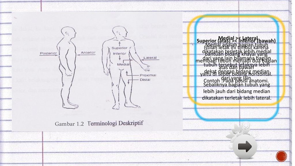 Detail Gambar Posisi Tubuh Dalam Anatomi Fisiologi Nomer 24