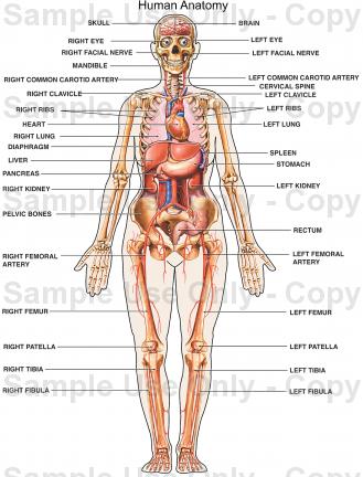 Detail Gambar Posisi Tubuh Dalam Anatomi Fisiologi Nomer 4