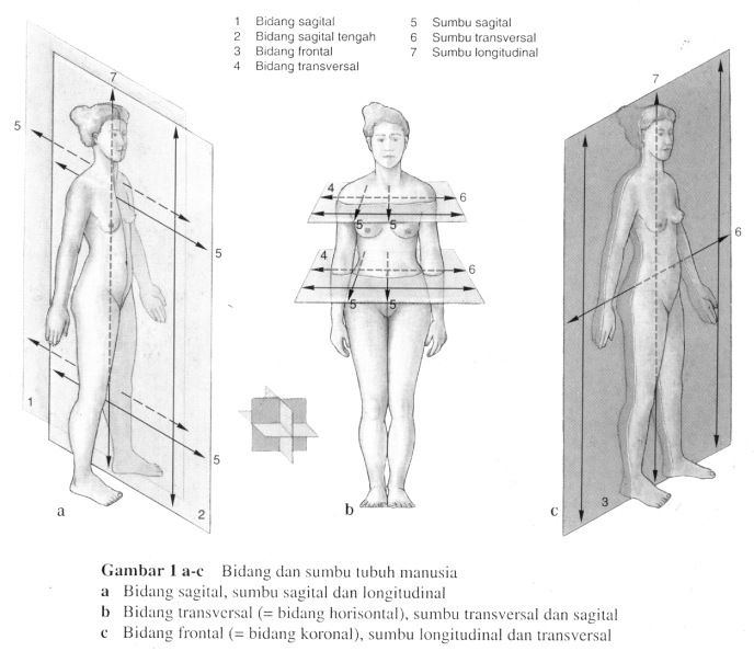 Detail Gambar Posisi Tubuh Dalam Anatomi Fisiologi Nomer 44