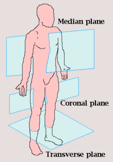 Detail Gambar Posisi Tubuh Dalam Anatomi Fisiologi Nomer 7