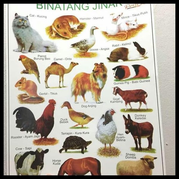Detail Gambar Poster Binatang Nomer 32