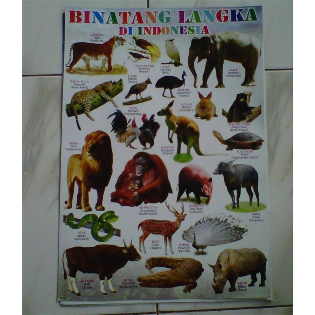 Detail Gambar Poster Binatang Nomer 45