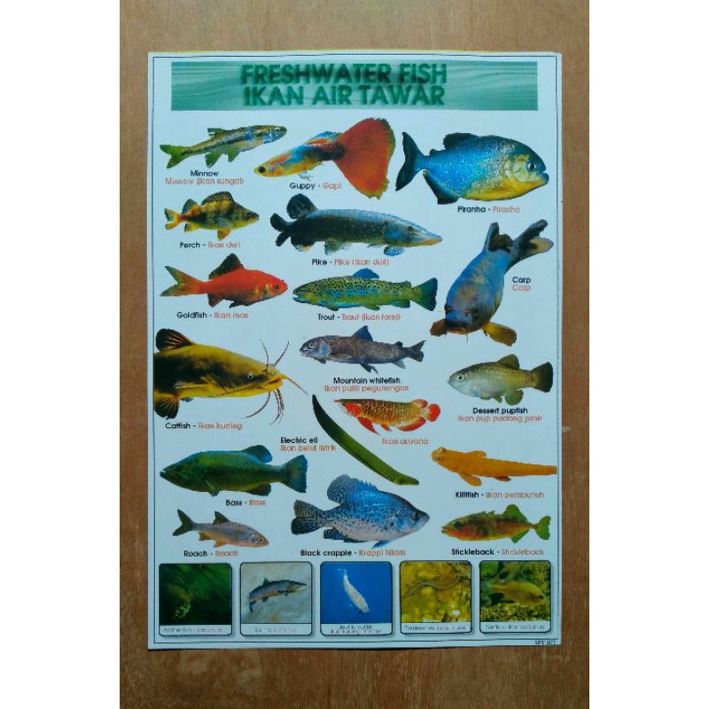 Detail Gambar Poster Ikan Nomer 34