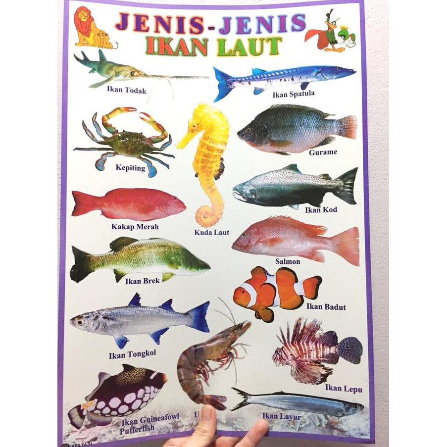 Detail Gambar Poster Ikan Nomer 36