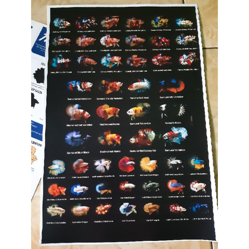 Detail Gambar Poster Ikan Nomer 44