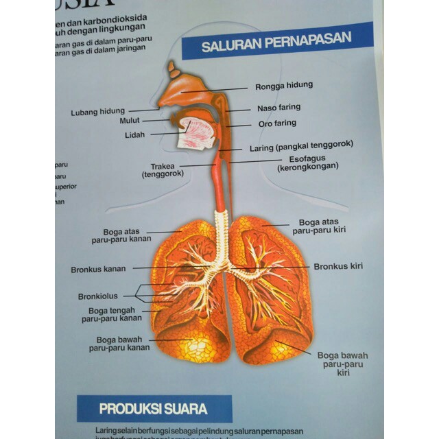 Detail Gambar Poster Pernapasan Nomer 31