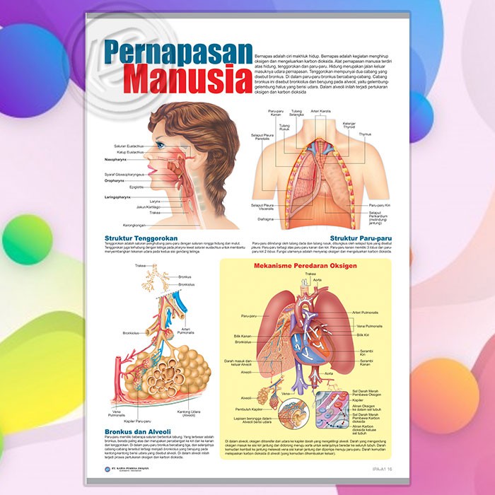 Detail Gambar Poster Pernapasan Nomer 32