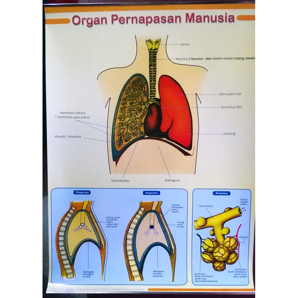 Detail Gambar Poster Pernapasan Nomer 8