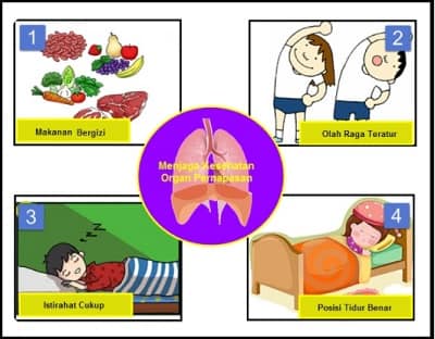 Detail Gambar Poster Tentang Organ Pernapasan Nomer 15