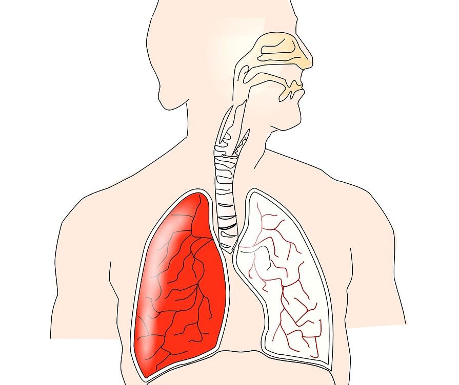 Detail Gambar Poster Tentang Organ Pernapasan Nomer 31