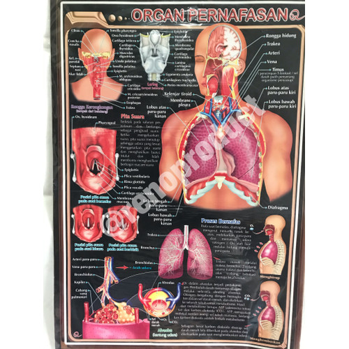 Detail Gambar Poster Tentang Organ Pernapasan Nomer 40