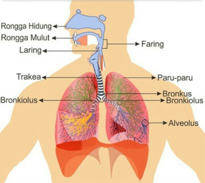 Detail Gambar Poster Tentang Organ Pernapasan Nomer 52