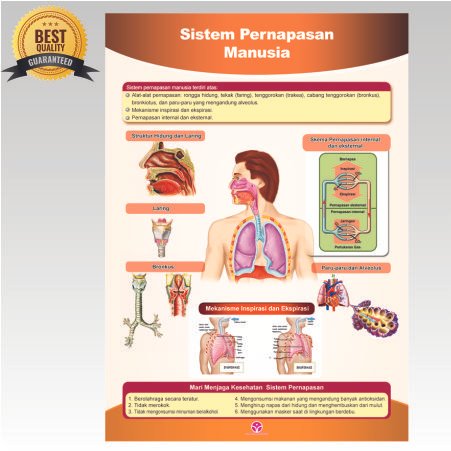 Detail Gambar Poster Tentang Organ Pernapasan Nomer 54