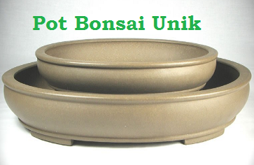 Detail Gambar Pot Bonsai Ceper Nomer 11