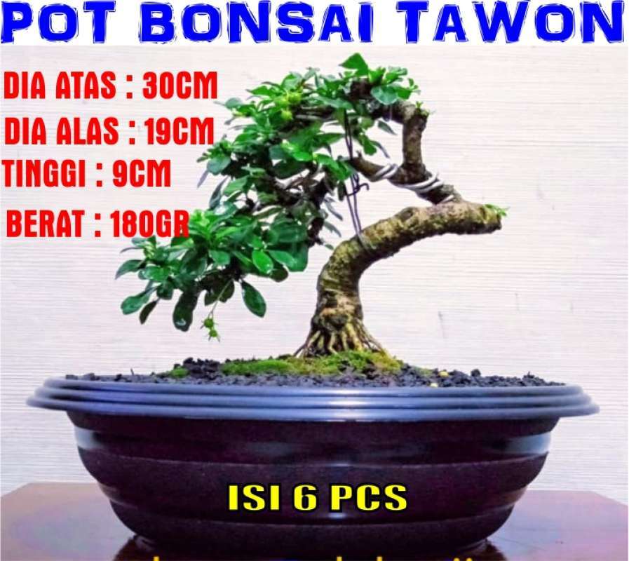 Detail Gambar Pot Bonsai Ceper Nomer 25