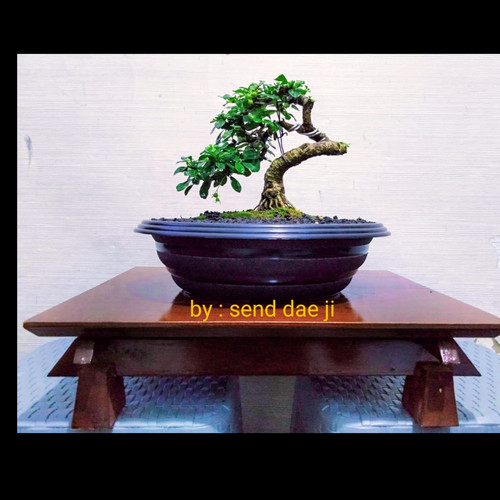 Detail Gambar Pot Bonsai Ceper Nomer 27