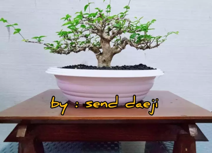 Detail Gambar Pot Bonsai Ceper Nomer 44