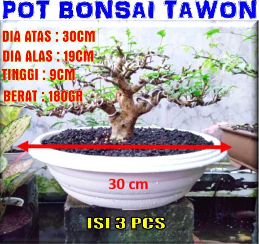 Detail Gambar Pot Bonsai Ceper Nomer 45