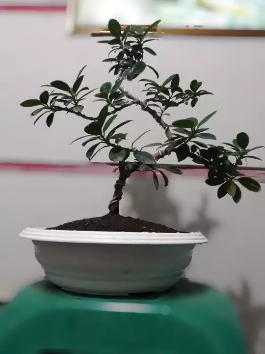 Detail Gambar Pot Bonsai Ceper Nomer 48