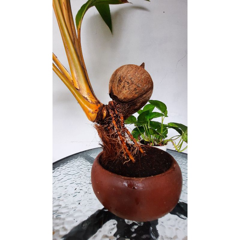 Detail Gambar Pot Bonsai Ceper Nomer 52