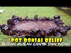 Detail Gambar Pot Bonsai Unik Nomer 54