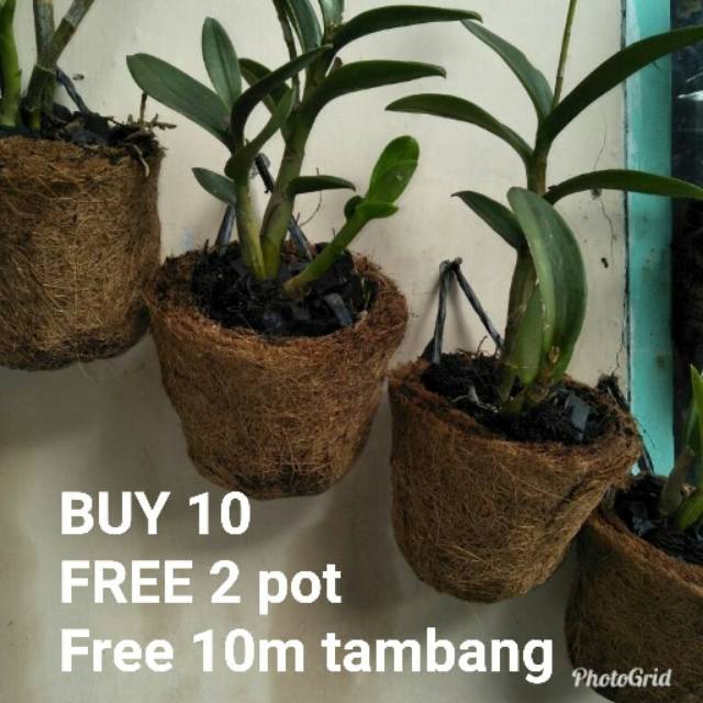 Gambar Pot Bunga Anggrek - KibrisPDR