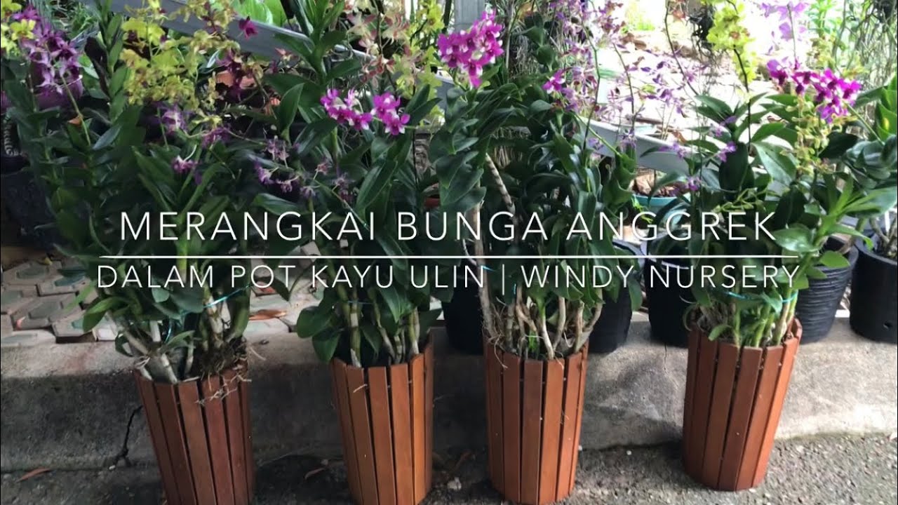 Detail Gambar Pot Bunga Anggrek Nomer 34