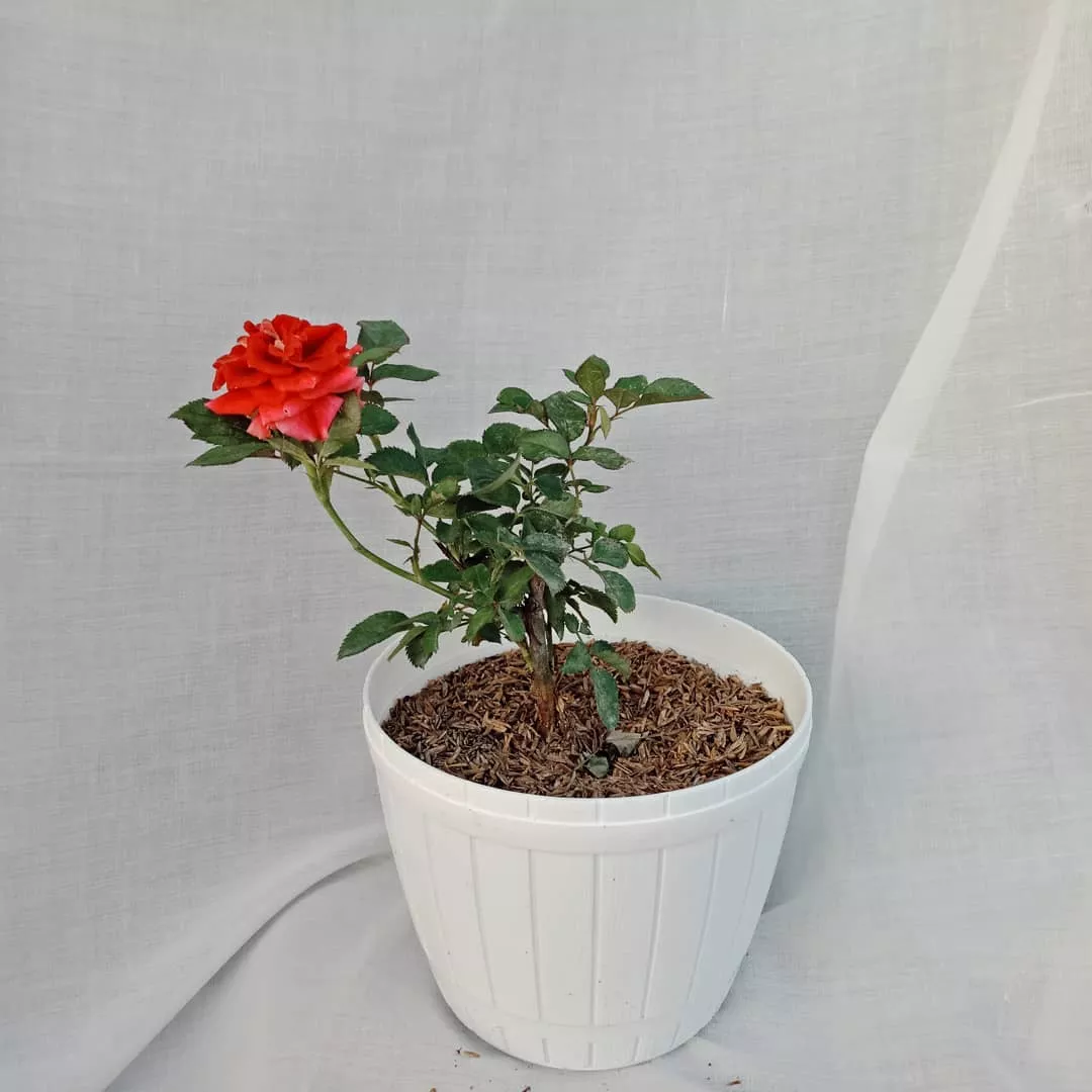 Detail Gambar Pot Bunga Asli Nomer 12