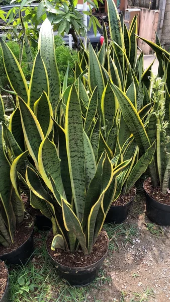 Detail Gambar Pot Bunga Asli Nomer 24
