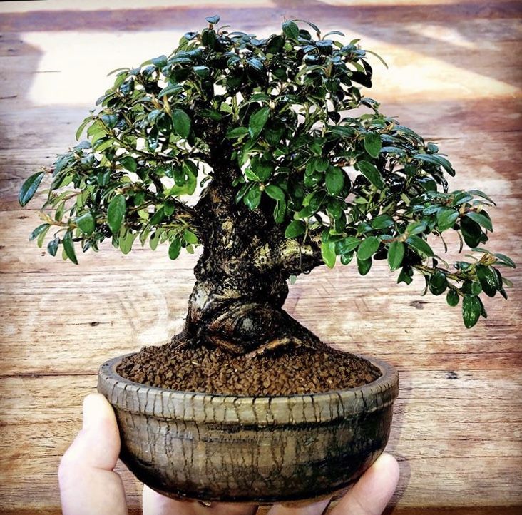 Detail Gambar Pot Bunga Bonsai Nomer 39