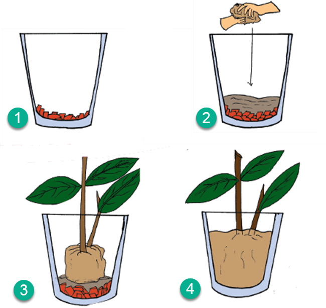 Detail Gambar Pot Bunga Melati Nomer 27