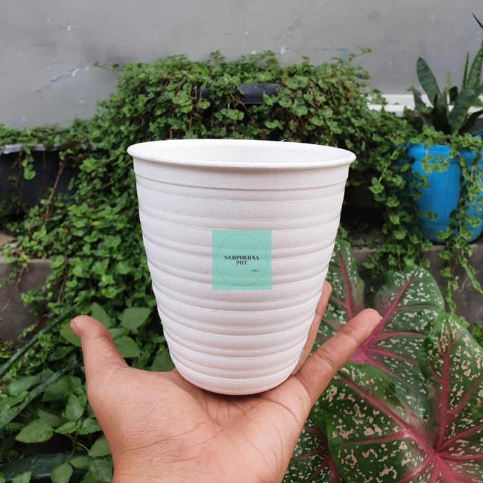 Detail Gambar Pot Bunga Tawon Putih Nomer 41