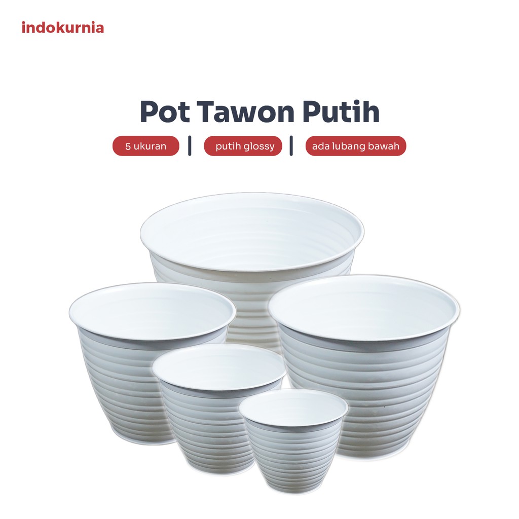 Detail Gambar Pot Bunga Tawon Putih Nomer 55