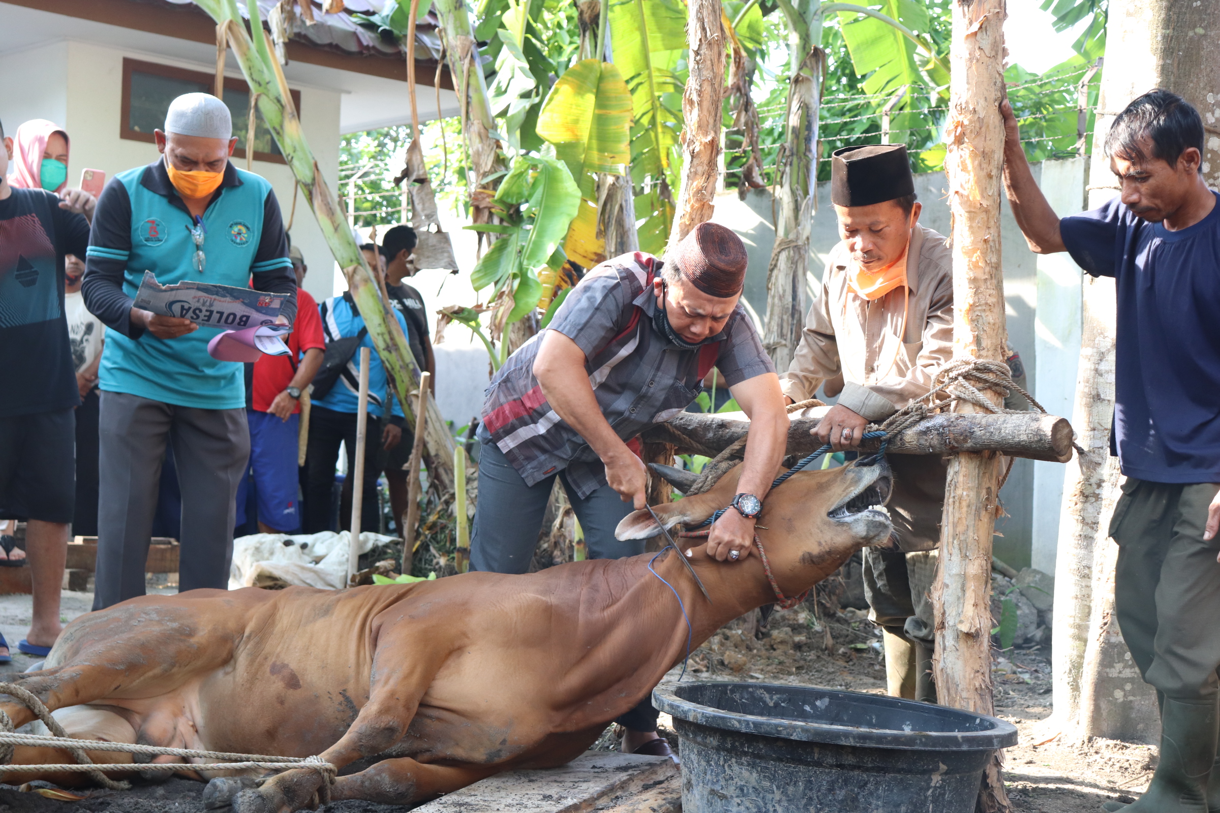 Gambar Potong Sapi - KibrisPDR