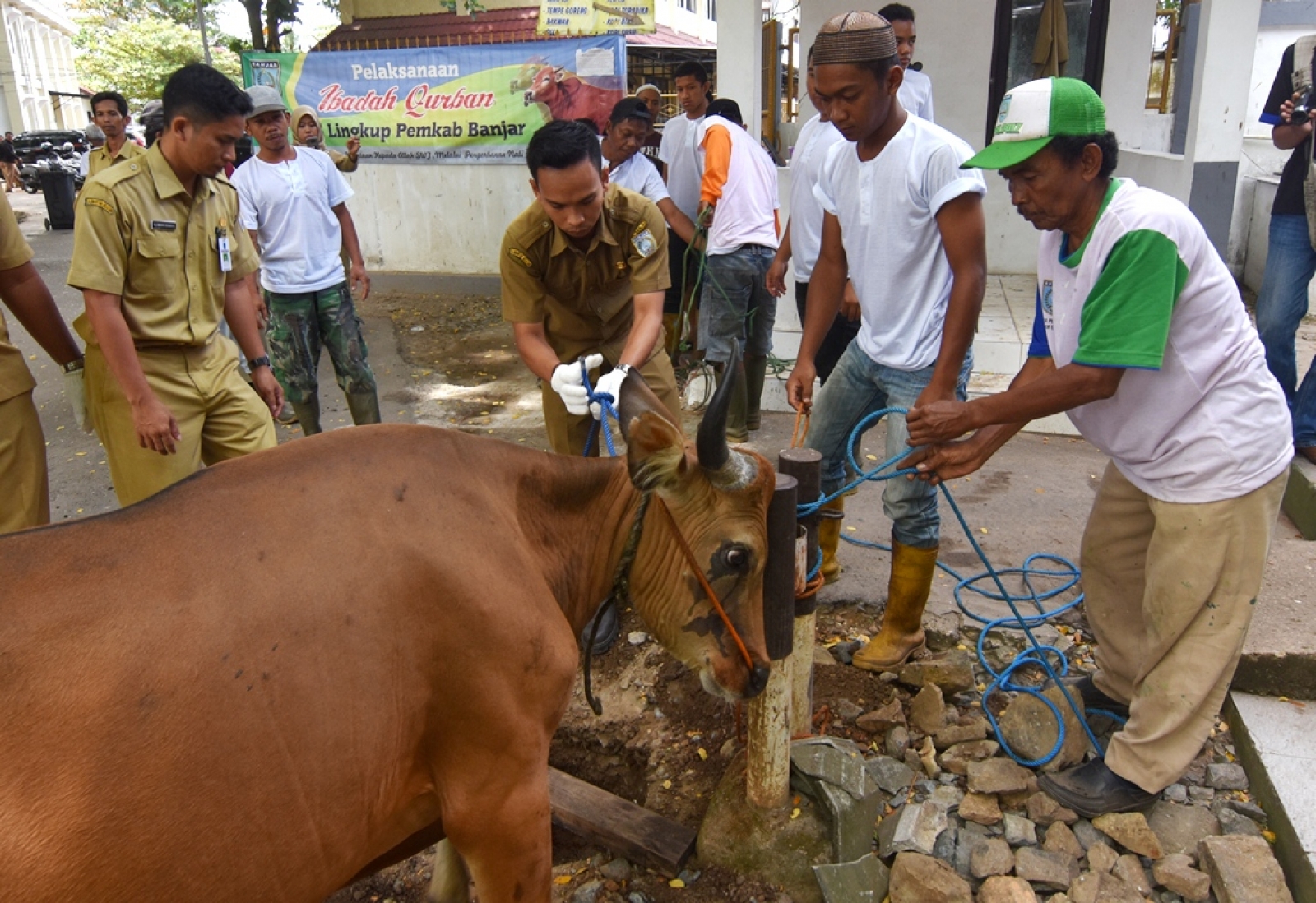 Detail Gambar Potong Sapi Nomer 12