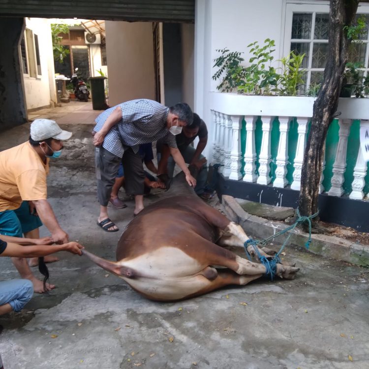 Detail Gambar Potong Sapi Nomer 14