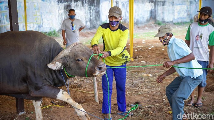 Detail Gambar Potong Sapi Nomer 40