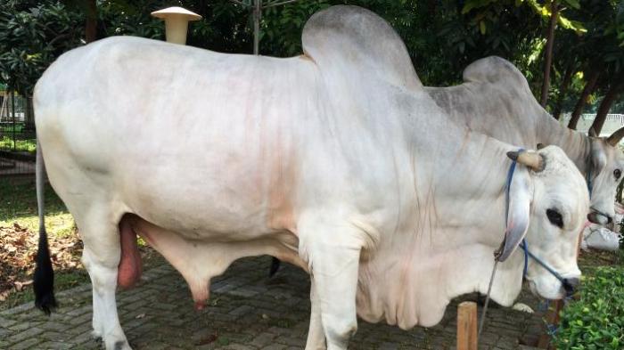 Detail Gambar Potong Sapi Nomer 44