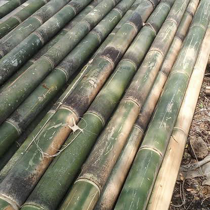 Detail Gambar Potongan Bambu Nomer 23